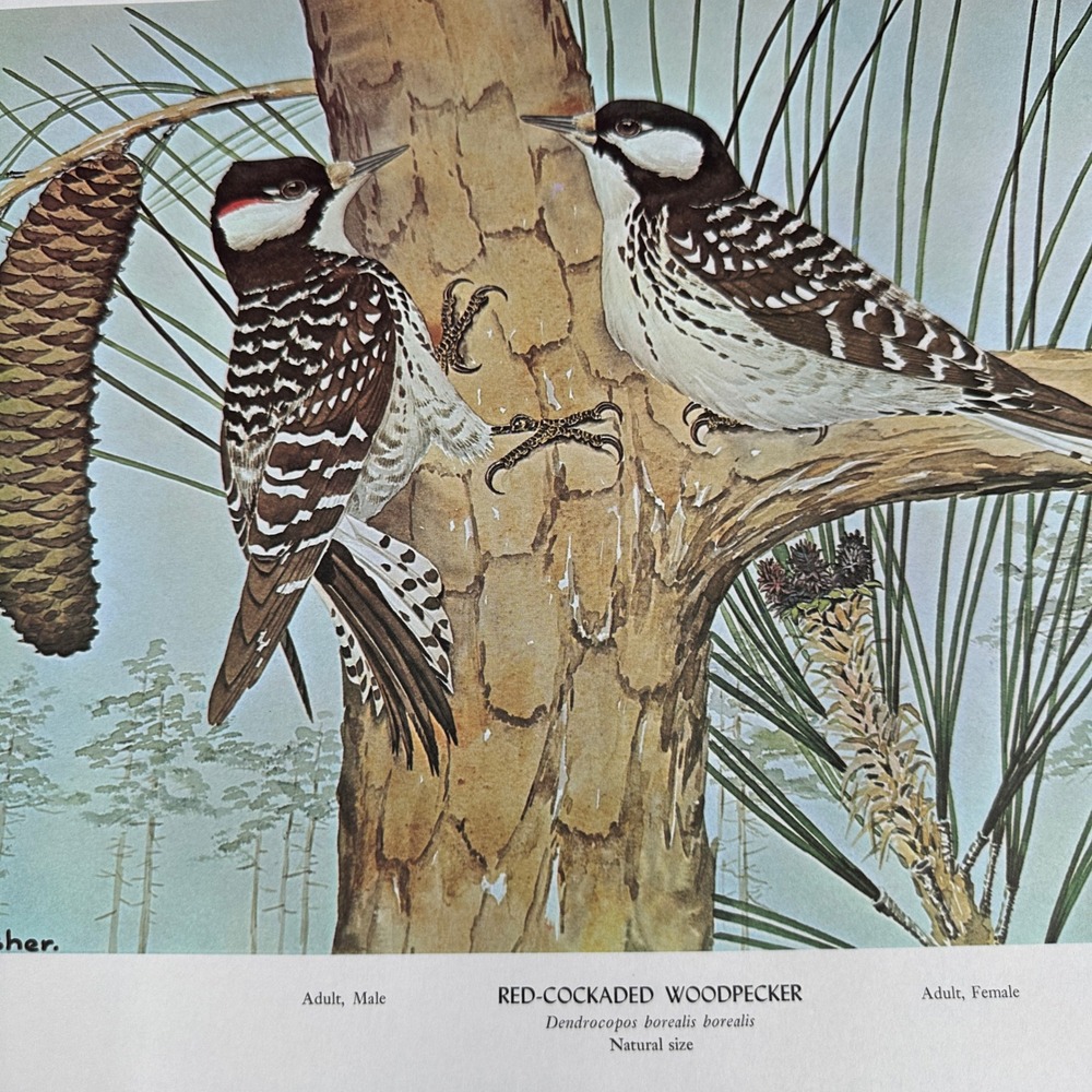 Red Cockaded Woodpecker Vtg Bird Art Print Rex Brasher 1968 Plate 452 Wall Decor